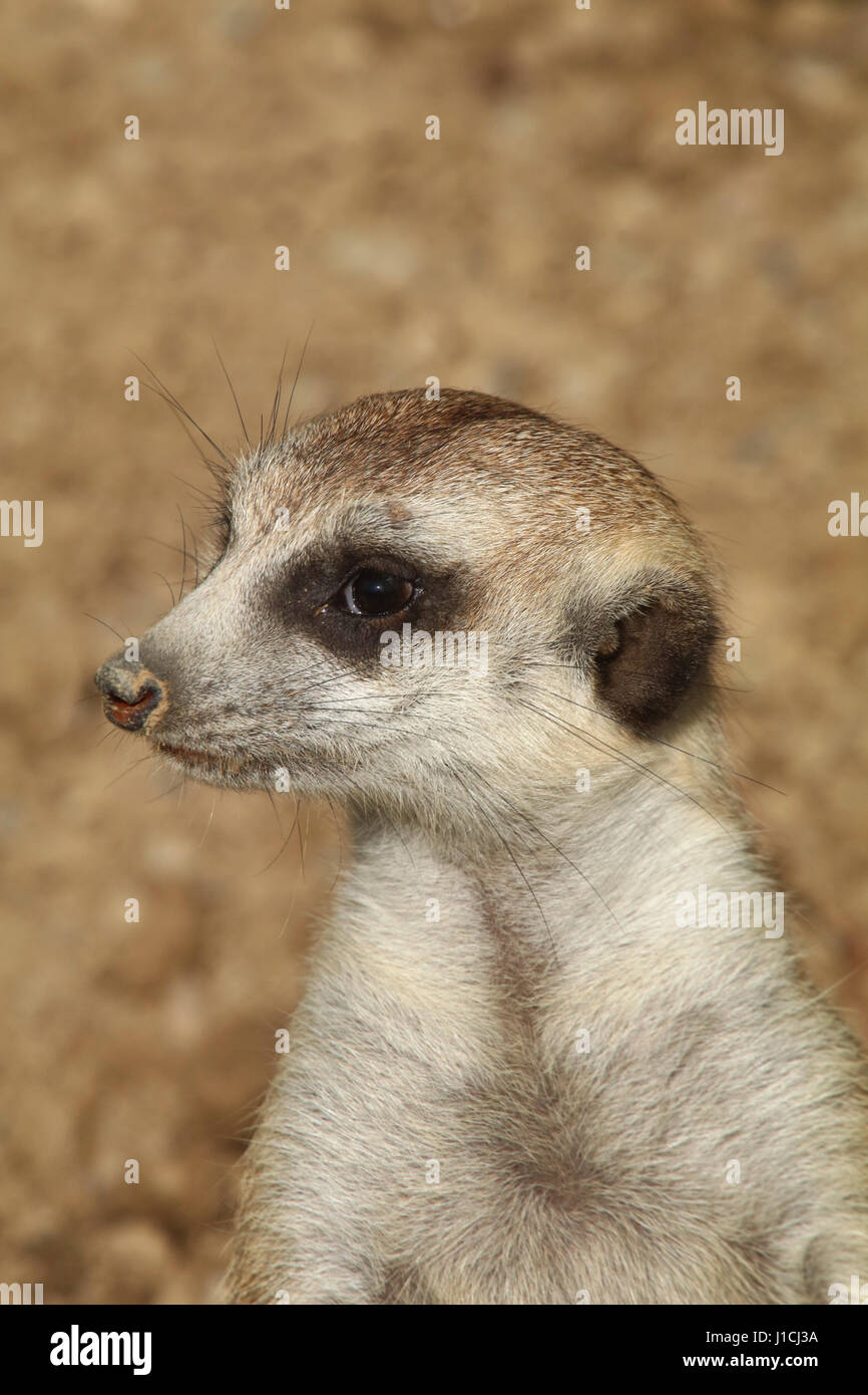 Meerkat o suricate (Suricata suricatta) presso lo zoo di Cincinnati viso vicino fino Foto Stock