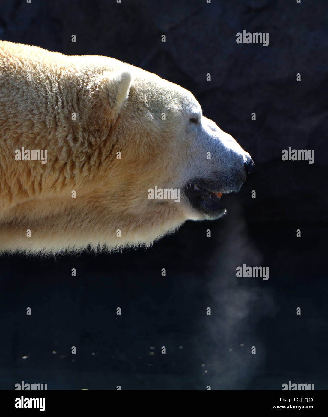 Orso polare allo Zoo di Cincinnati con il fiato condensa Foto Stock