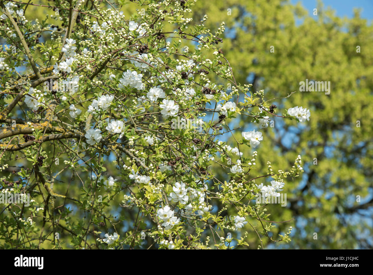 Exochorda x macrantha "sposa". Pearl bush "La sposa' fioritura in aprile. Oxford Giardini Botanici, Oxfordshire, Inghilterra Foto Stock