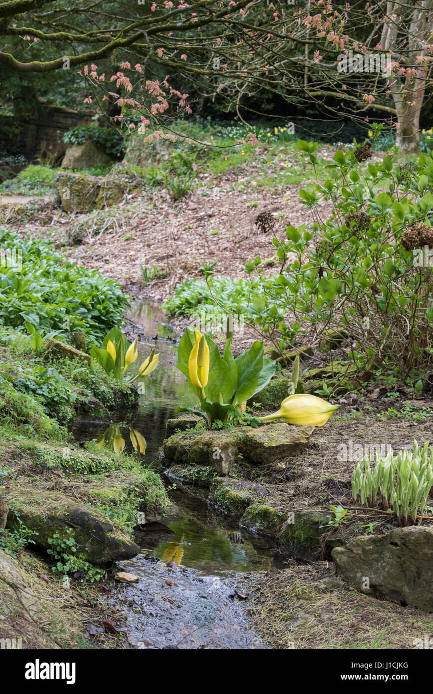 Lysichiton americanus. Giallo Skunk cavolo da un flusso a Batsford Arboretum, Moreton-in-Marsh, Cotswolds, Gloucestershire, Inghilterra Foto Stock