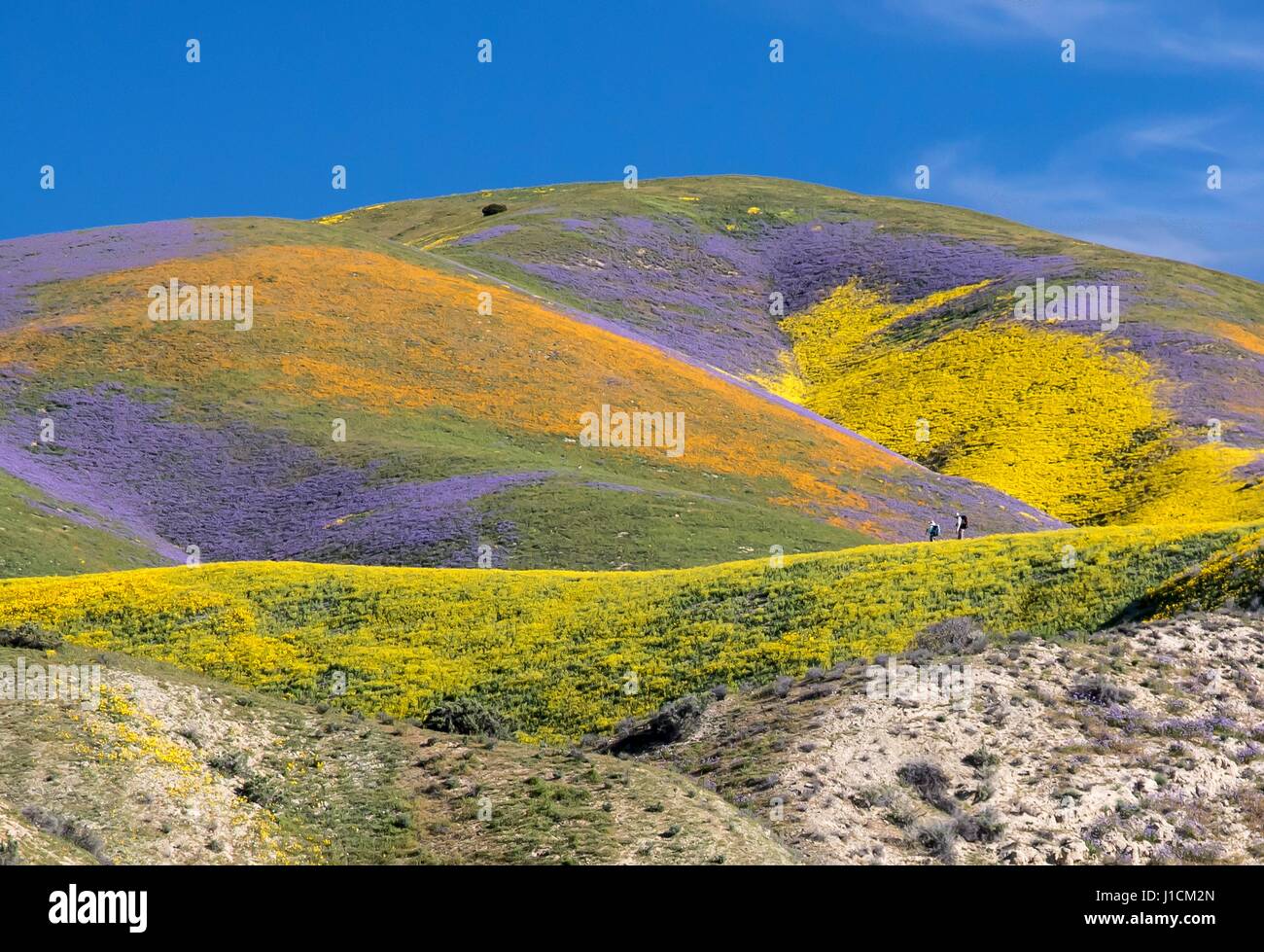 Tappeto di fiori di campo i campi e colline di Carrizo Plains monumento nazionale durante un super bloom Aprile 2, 2017 nel sud-est della provincia di San Luis Obispo County, California. Registrare le precipitazioni invernali in tutta la California ha portato nel record di fiori selvaggi fiorisce in tutta la regione. Foto Stock