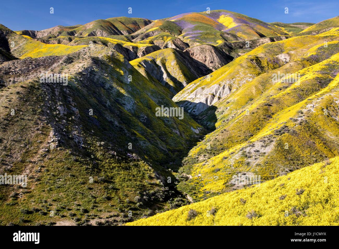 Tappeto di fiori di campo i campi e colline di Carrizo Plains monumento nazionale durante un super bloom Aprile 1, 2017 nel sud-est della provincia di San Luis Obispo County, California. Registrare le precipitazioni invernali in tutta la California ha portato nel record di fiori selvaggi fiorisce in tutta la regione. Foto Stock
