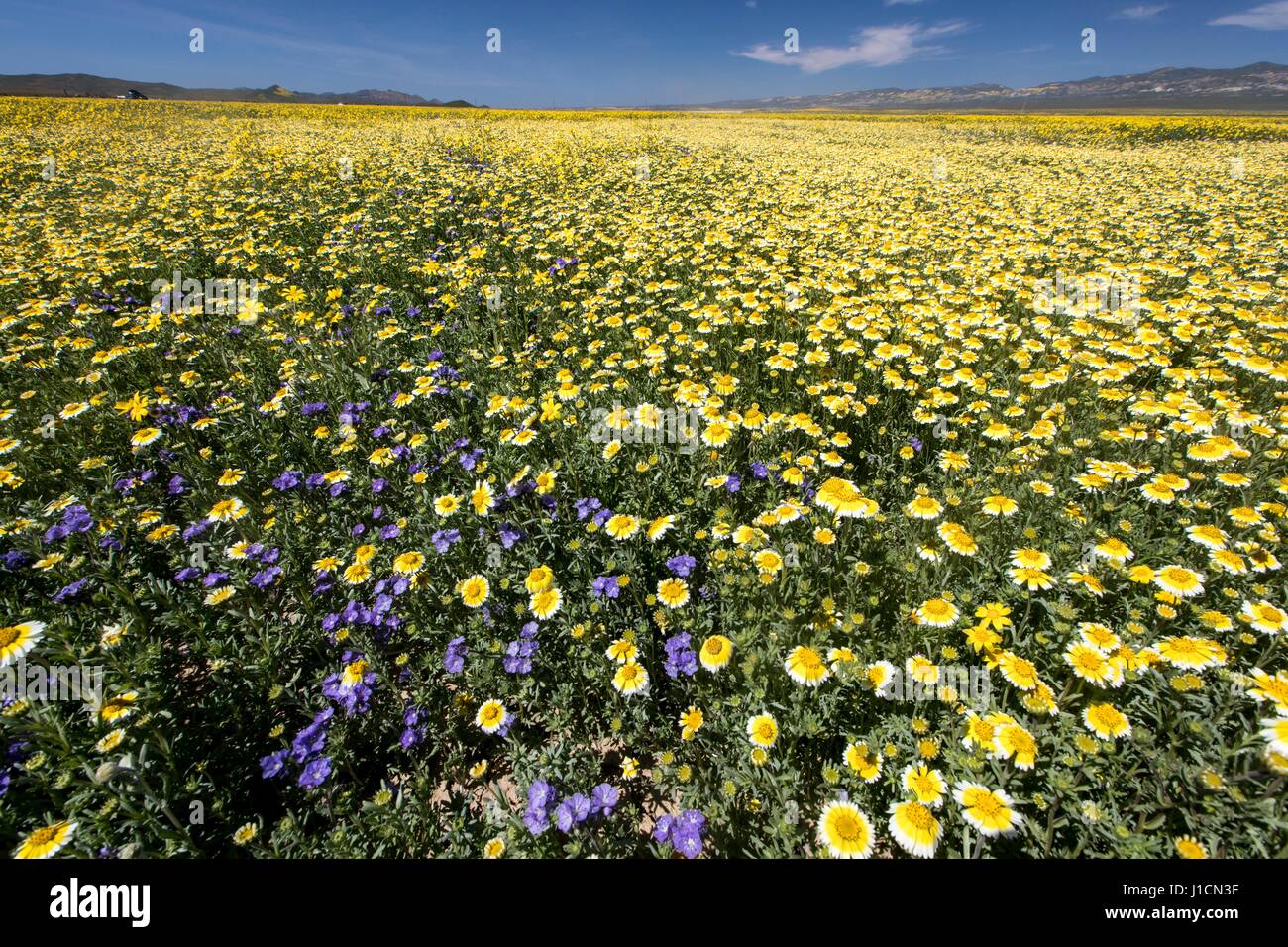Tappeto di fiori di campo i campi e colline di Carrizo Plains monumento nazionale durante un super bloom Aprile 1, 2017 nel sud-est della provincia di San Luis Obispo County, California. Registrare le precipitazioni invernali in tutta la California ha portato nel record di fiori selvaggi fiorisce in tutta la regione. Foto Stock