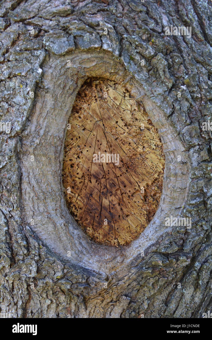 Guarigione dell'albero Foto Stock