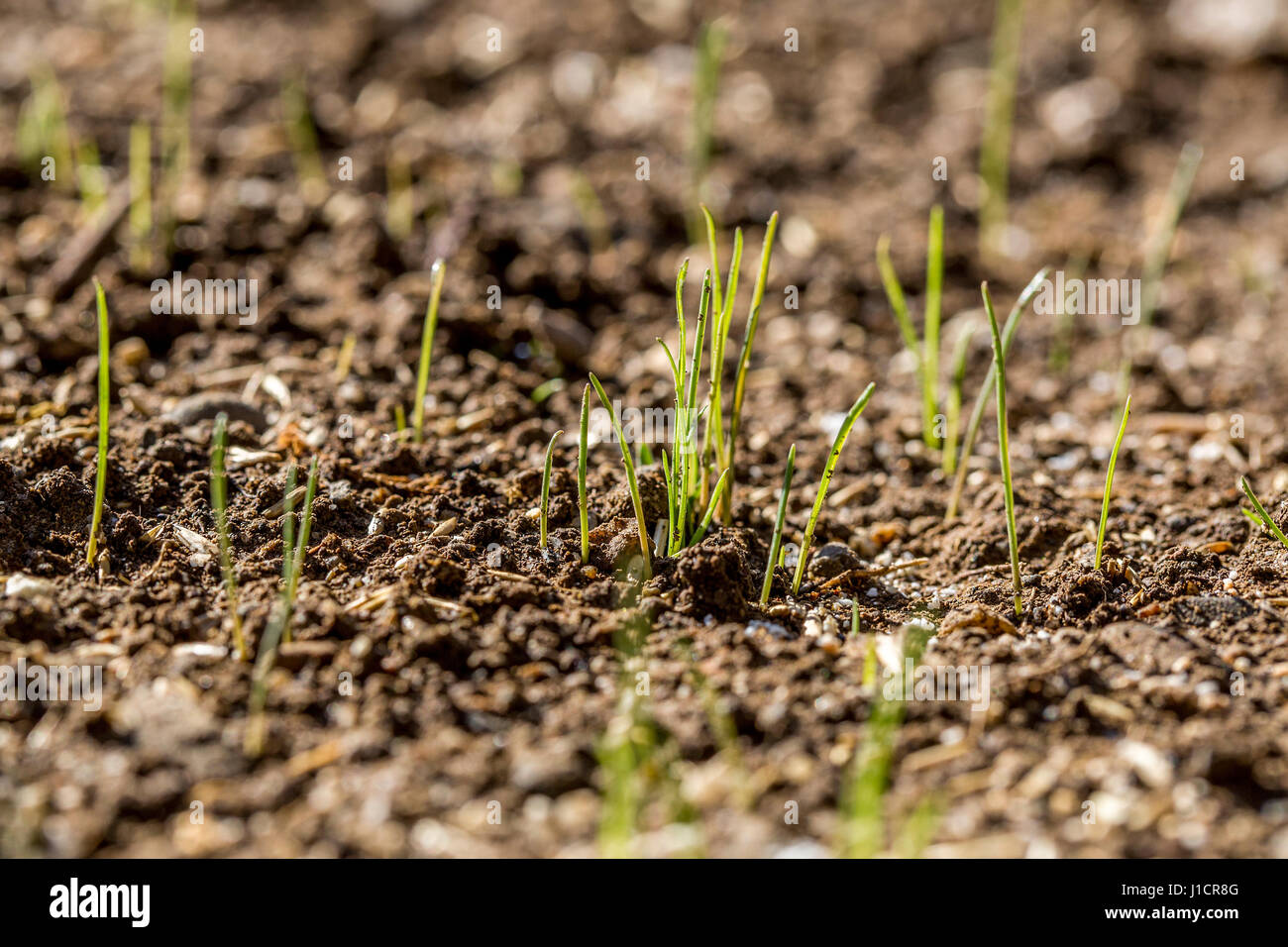 Sementi di erba iniziando a germogliare in un fresco giardino seminate. Foto Stock