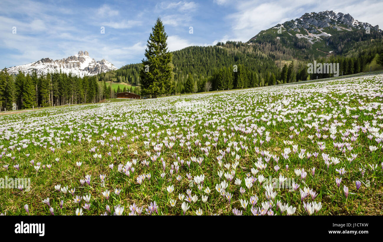 Campo della molla crocus (crocus vernus) Alpi, Austria Foto Stock
