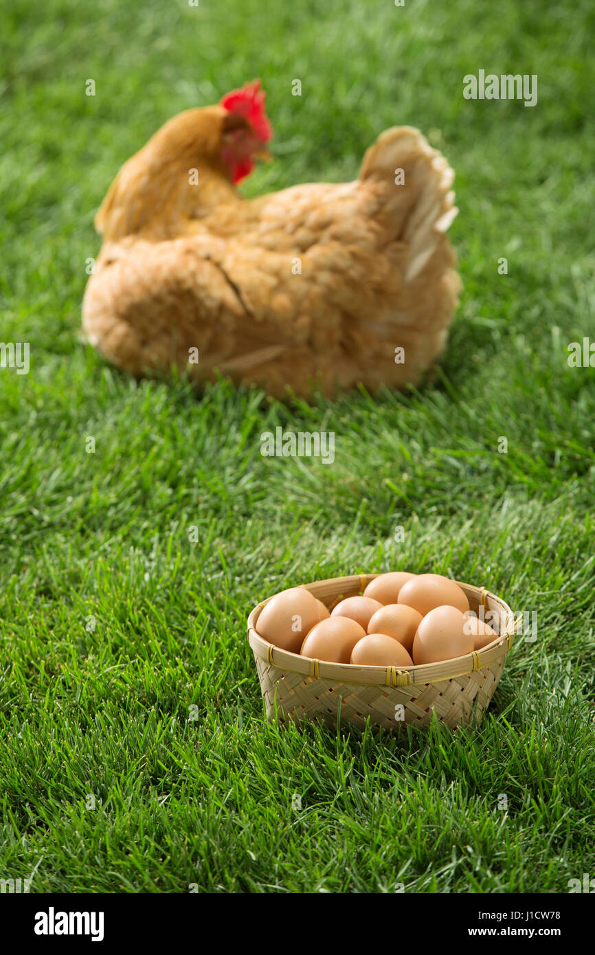Galline e uova Foto Stock
