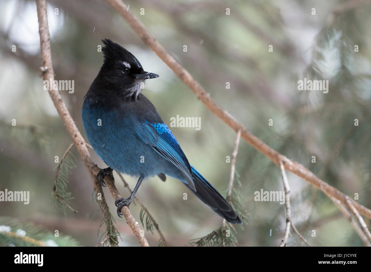 Steller jay / Diademhaeher ( Cyanocitta stelleri ) arroccata su una conifera albero, guardando indietro sopra la sua spalla, Area di Yellowstone, Montana, USA. Foto Stock
