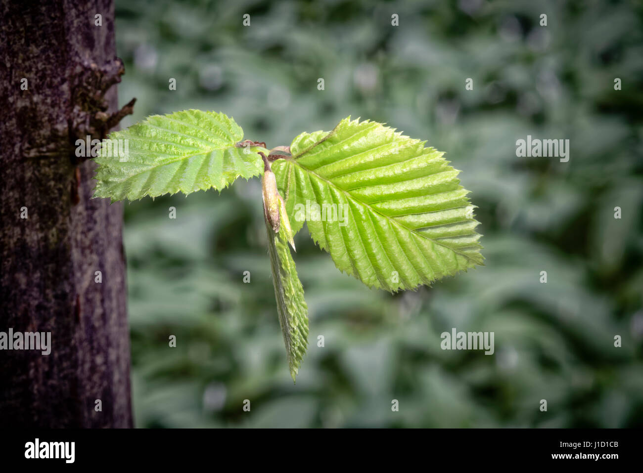L'inizio è la parte più importante di ogni lavoro, soprattutto nel caso di una cosa giovane e tenera; perché è il momento in cui si forma il personaggio e si prende più facilmente l'impressione desiderata.... Plato (427 - 348 a.C.) Foto Stock