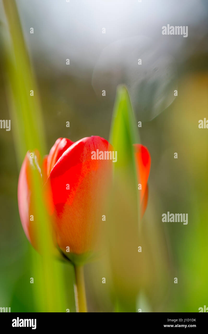 Un ritratto di un rosso tulipano in mezzo al verde delle foglie. I colori freschi sono segni del tempo primaverile. Foto Stock