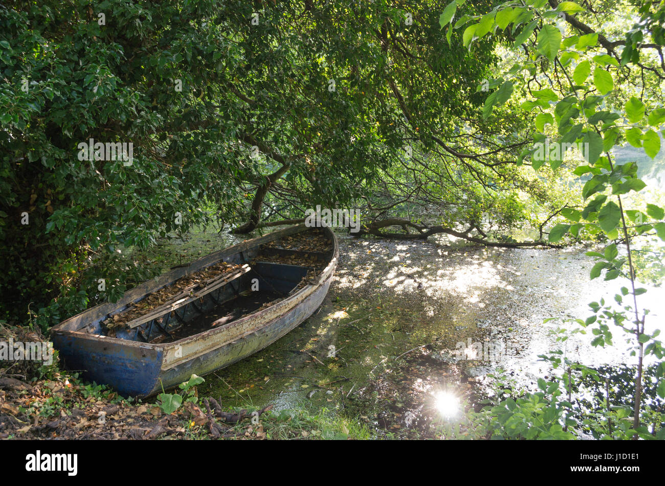 Vecchia dimenticata in barca il lago, coperto con foglie di albero Foto Stock