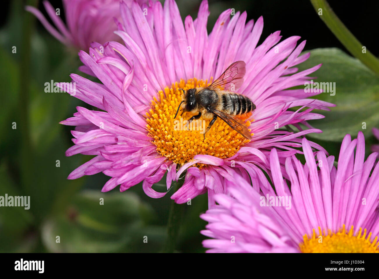 Patchwork foglia-Cutter Bee (Megachile centuncularis) alimentazione su Aster fiore nel giardino CHESHIRE REGNO UNITO luglio 54981 Foto Stock
