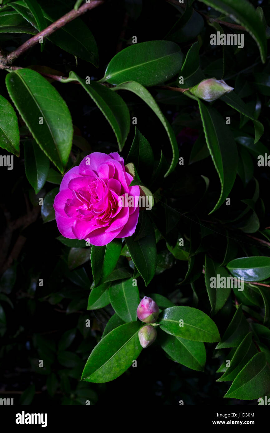 Pink Camellia flower. Foto Stock