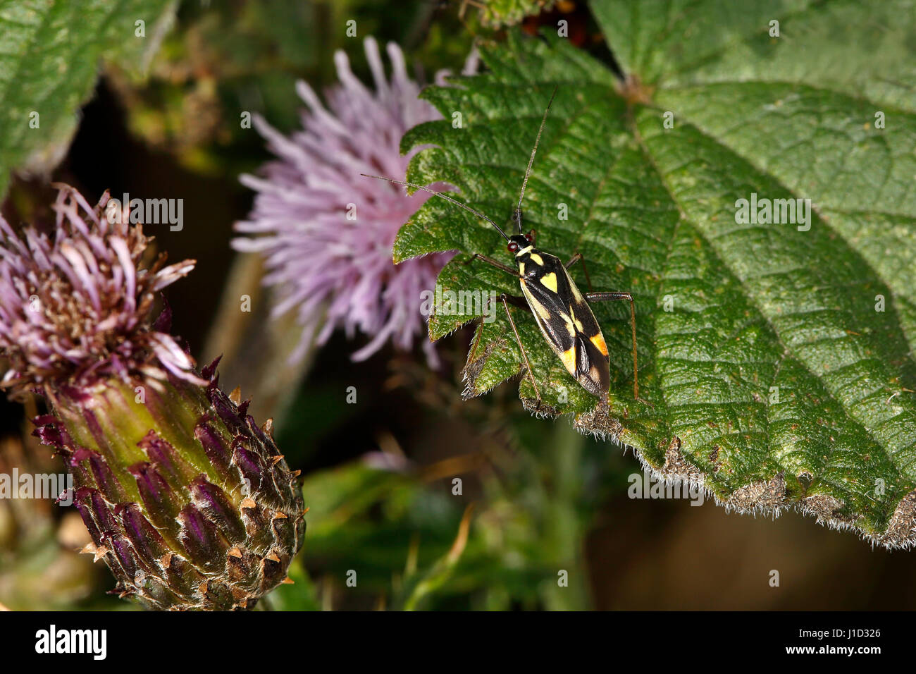 Bug (Grypocoris stysi) sulla lamina a woodland CHESHIRE REGNO UNITO agosto 55927 Foto Stock