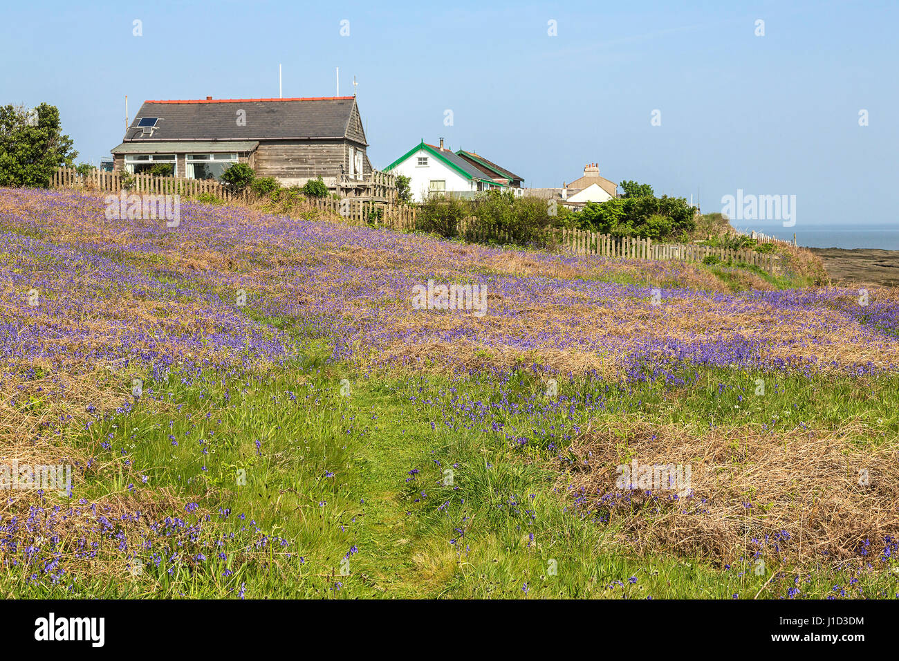 Bluebells (Endimione non scriptus) che cresce sull'estremità meridionale di Hilbre Island in primavera Dee Estuary UK potrebbe Foto Stock