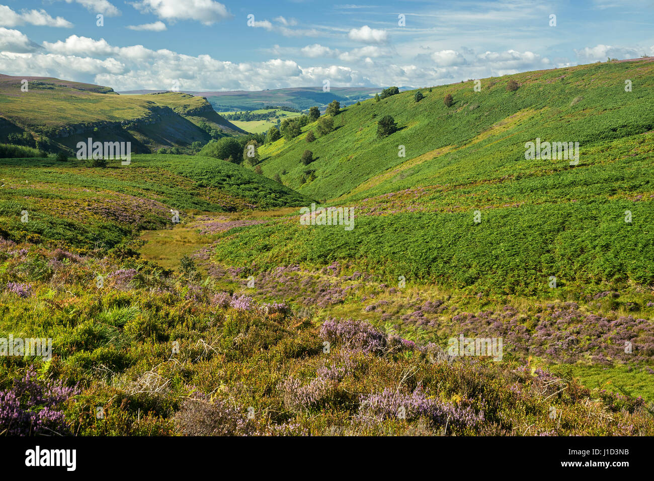 Moorland sulla montagna Esclusham guardando verso sud-ovest verso la fine del mondo e le scarpate di montagna Eglwyseg sulla sinistra North Wales UK Agosto 0597 Foto Stock