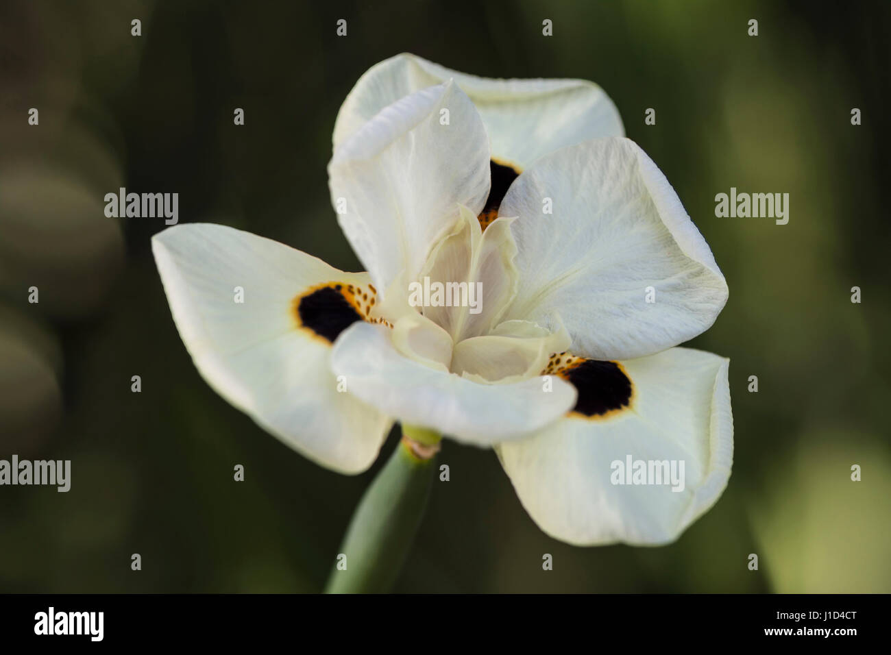 Dietes bicolor (Steud.) Dolce ex Klatt testa di fiore in fiore. Nomi comuni includono: Giallo iris selvatici, African Iris, quindici giorni Lily, Peacock fiore, ma Foto Stock
