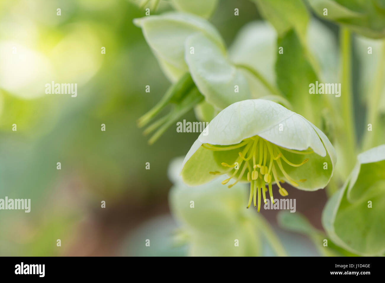 Un gruppo di l'Elleboro (Helleborus Argutifolius - Ranunculaceae) fiori, vicino, preso all'esterno. I fiori sono posizionati nella parte superiore destra. Foto Stock