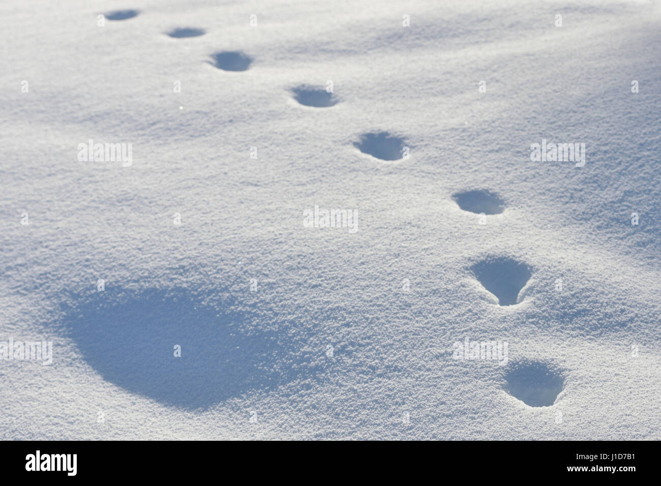 Via degli animali di una volpe rossa / Rotfuchs ( Vulpes vulpes ) in inverno, camminando attraverso la neve profonda, Yellowstone NP, Wyoming,STATI UNITI D'AMERICA. Foto Stock