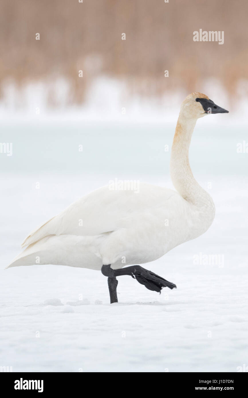 Trumpeter Swan / Trompeterschwan ( Cygnus buccinatore ), camminando su un corpo congelato di acqua, neve, Grand Teton National Park, Stati Uniti d'America. Foto Stock