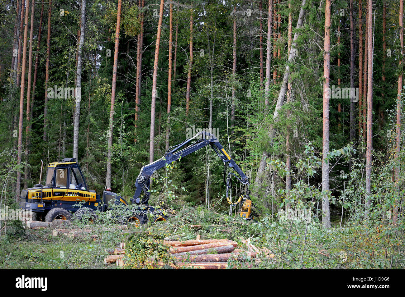 AANEKOSKI, Finlandia - 3 Settembre 2016: Ponsse Ergo Trincia forestale operatore è di abbattere un grande albero di abete rosso sul bordo del bosco. Foto Stock