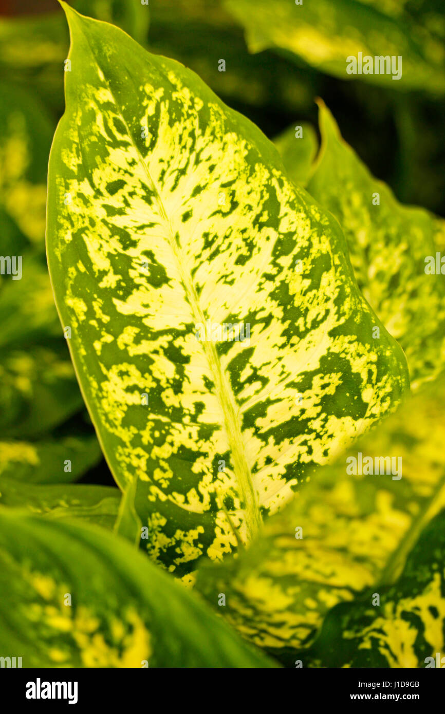 Dumb di canna, Dieffenbachia Foto Stock