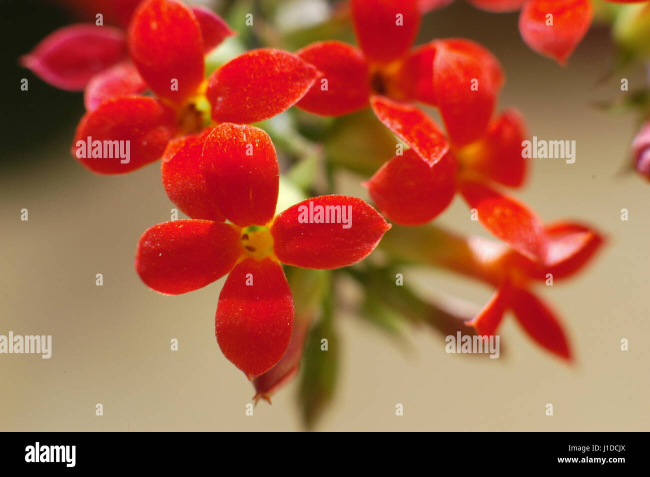 Cattedrale di macro di fiori a campana (impianto di aria, la vita vegetale, miracolo foglia, impianto di Goethe, Bryophyllum pinnatum) su sfondo natura Foto Stock