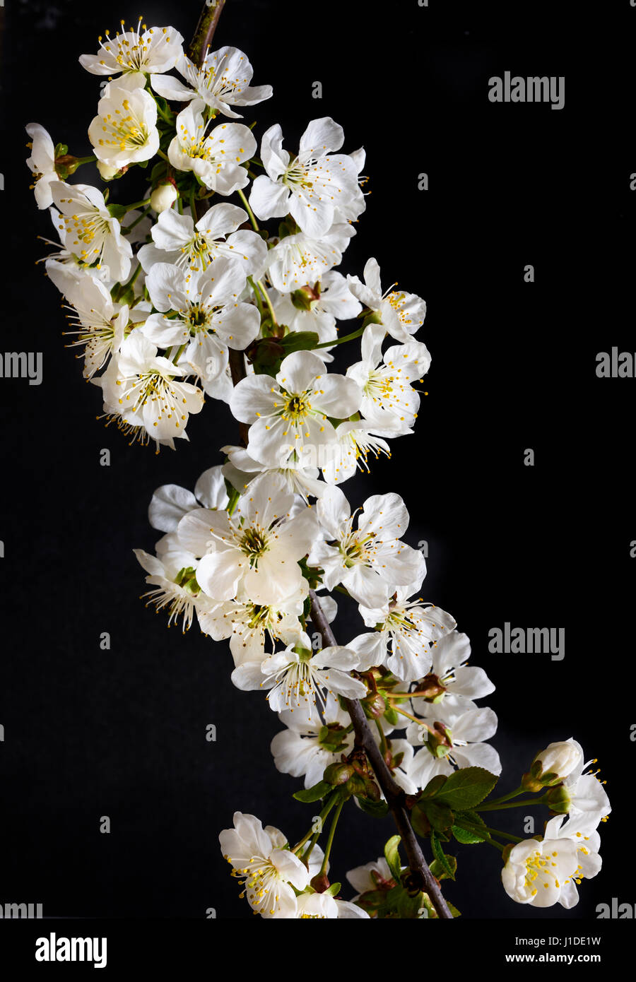 Intrico di bianco di fiori di ciliegio, segno della molla. Foto Stock