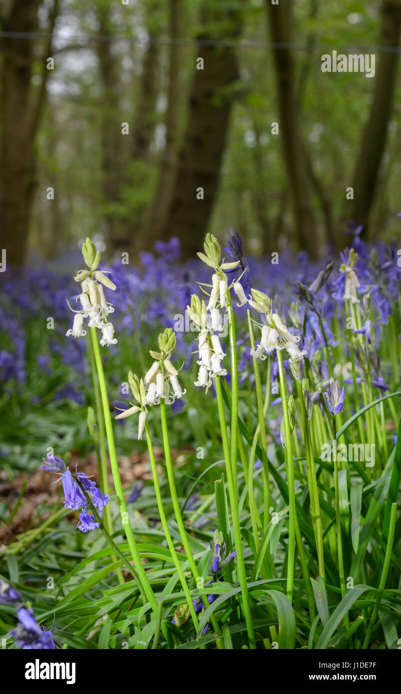 Bluebells bianco tra una schiera di bluebells blu in un bosco. Foto Stock