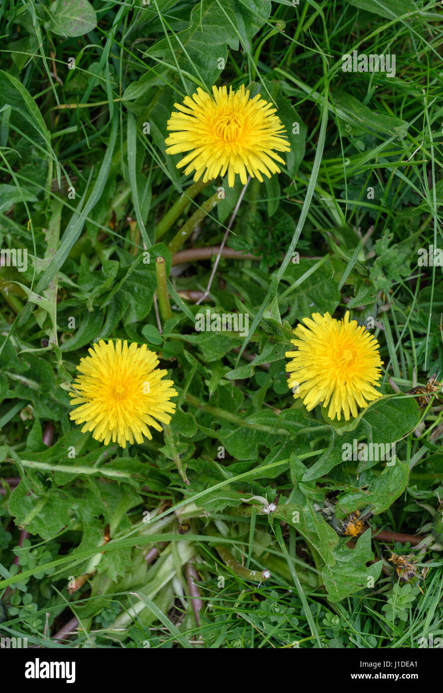 Tre gialli fiori di tarassaco tra il verde di erba e foglie. Foto Stock