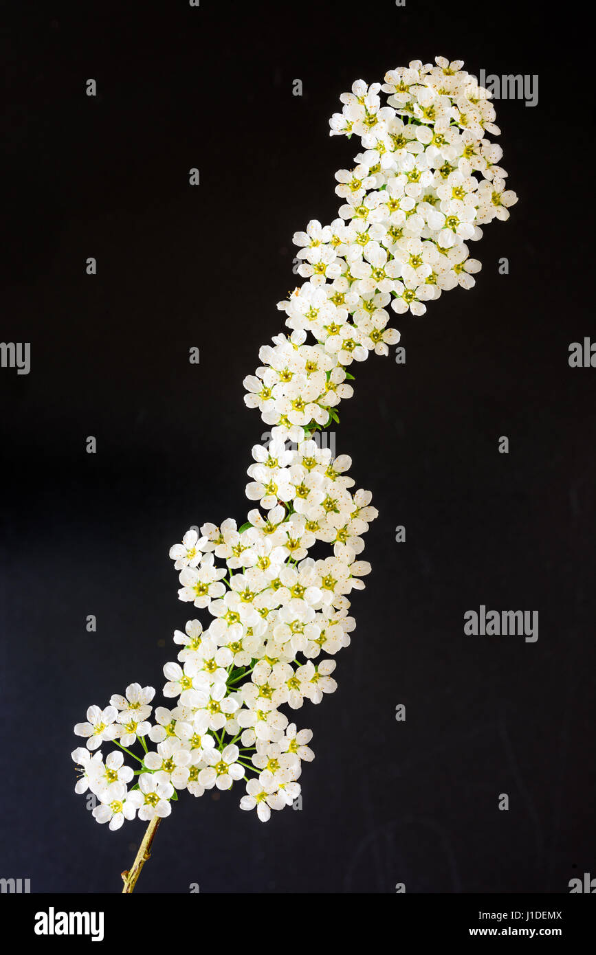 Cluster di piccoli fiori bianchi, segno della molla. Foto Stock