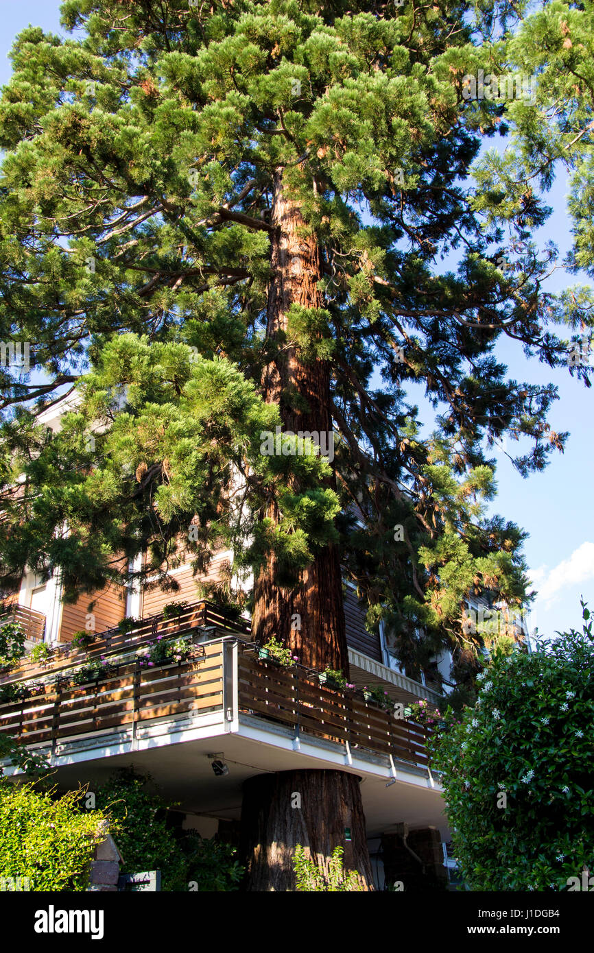 Redwood crescendo attraverso hotel balcony Foto Stock