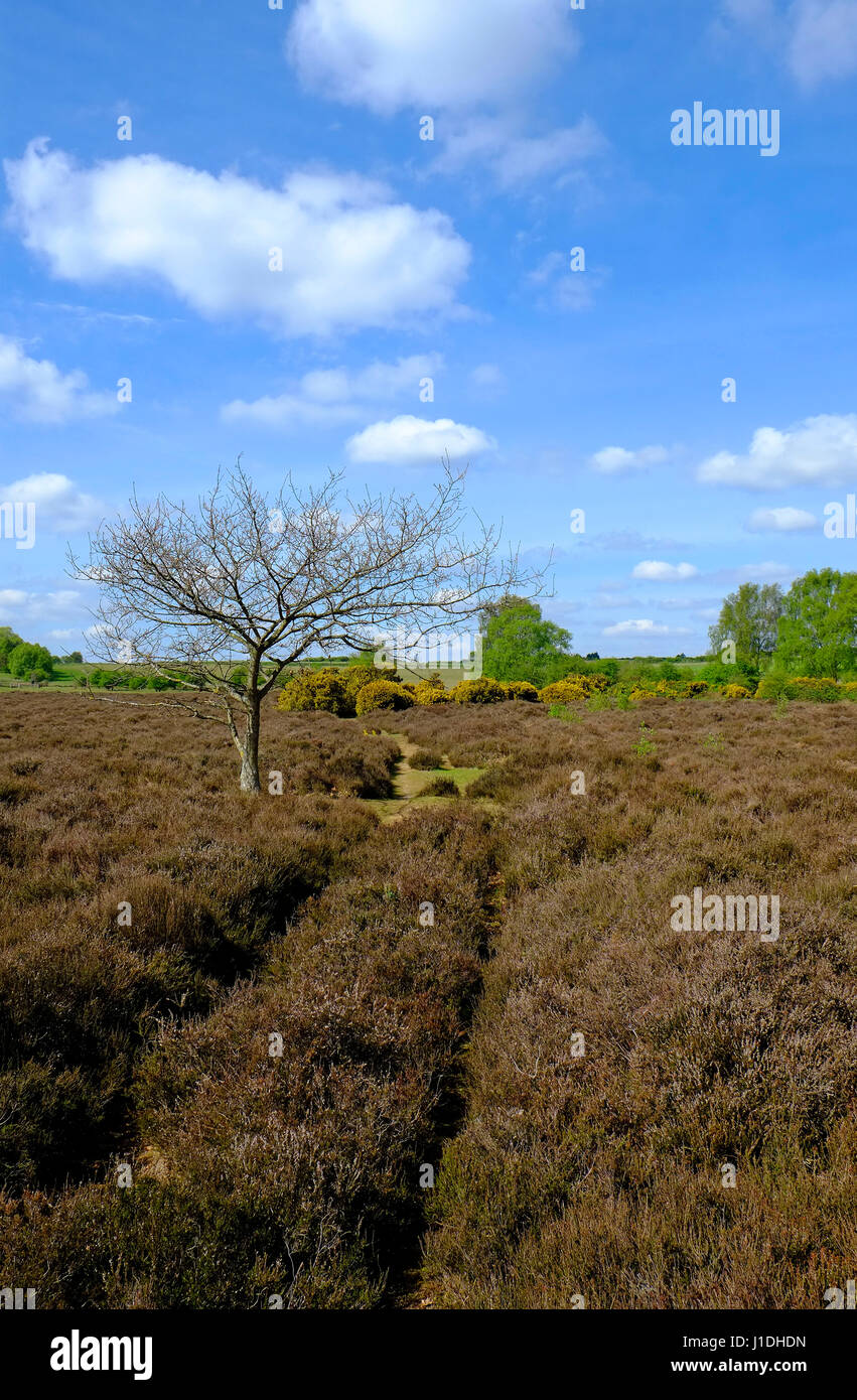 Roydon comune e grimston warren, west Norfolk, Inghilterra Foto Stock