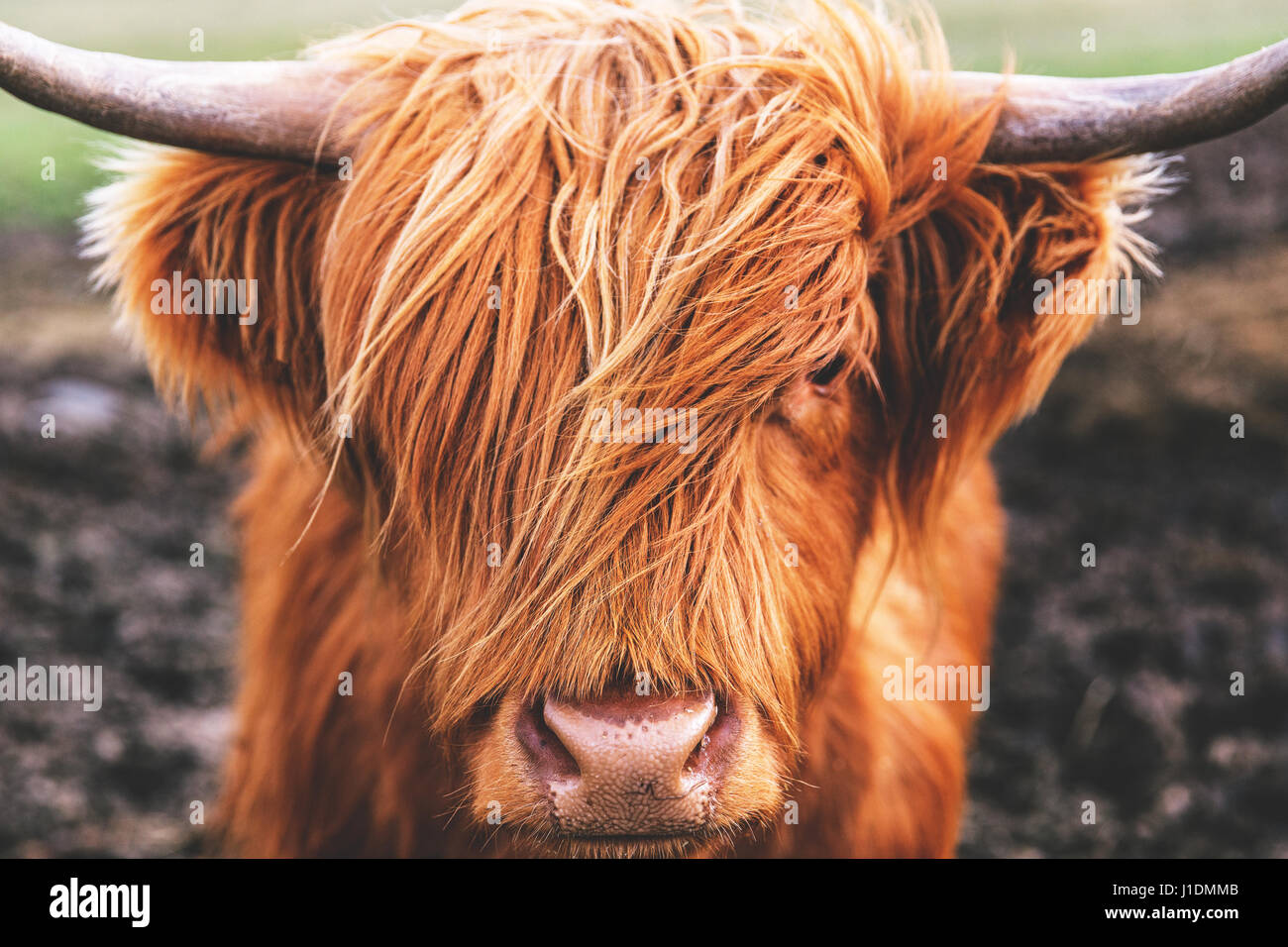 Set Di 4 Sottobicchieri Con Mucca Delle Highland E Animali Scozzesi – Regalo #15508