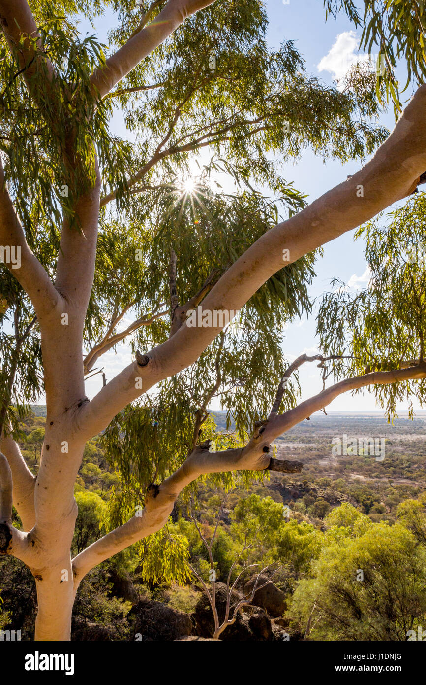 Vista dalla calotta di un nativo australiano eucalipto / gomma albero nel Queensland outback Foto Stock