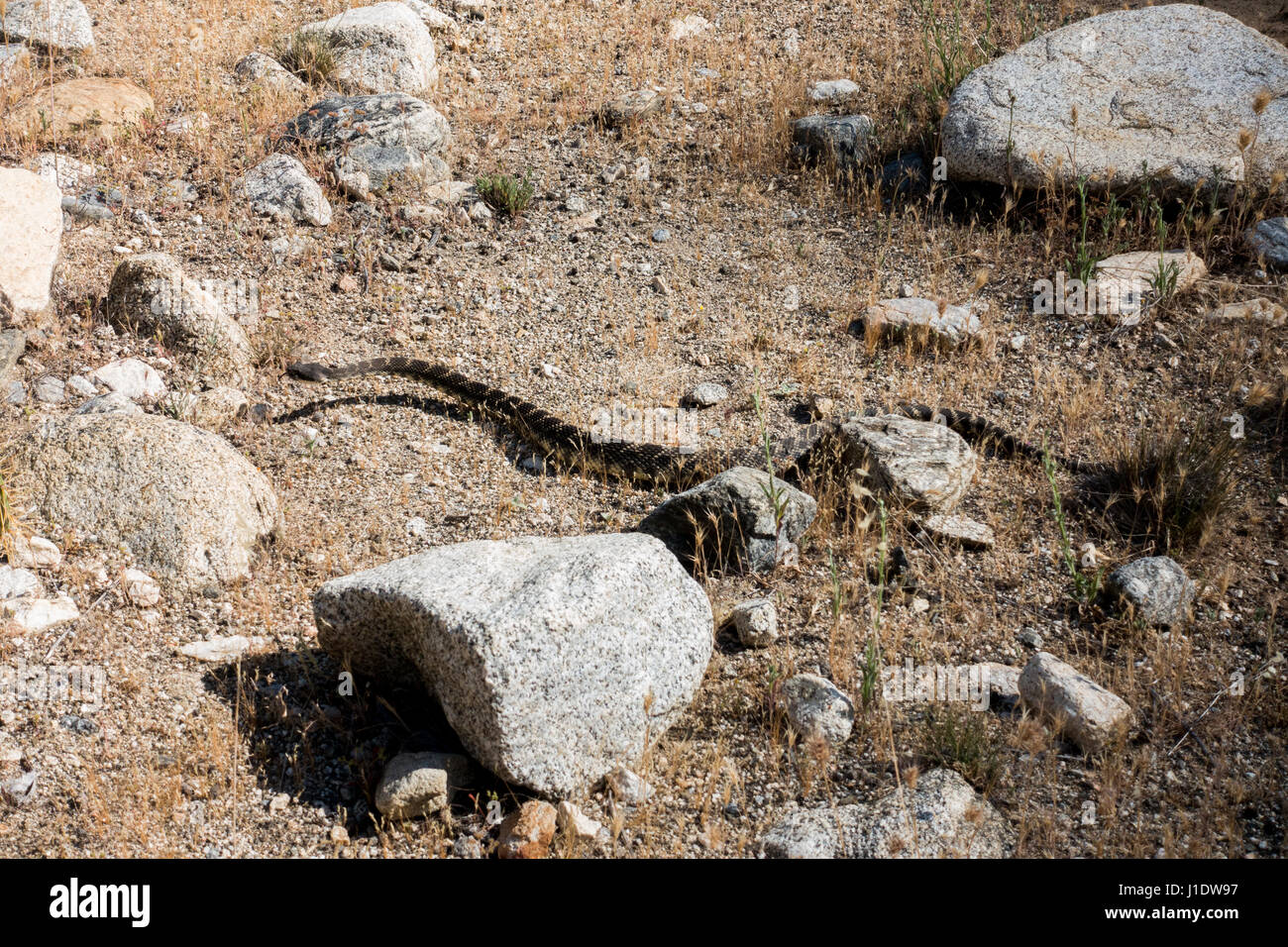 Un western rattlesnake o Crotalus oreganus fotografato vicino a Ojai, California. Foto Stock