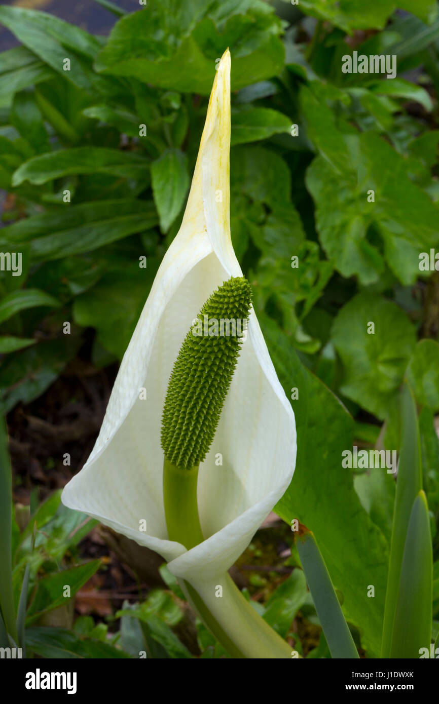 Asian Skunk cavolo-Lysichiton camtschatcensis Foto Stock