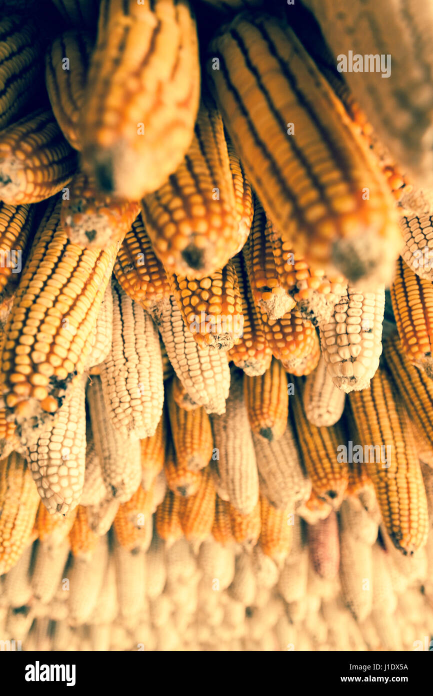 Golden sulla pannocchia di mais appesi per asciugare in Sa Pa (Sapa), nel Vietnam del nord, sud-est asiatico Foto Stock