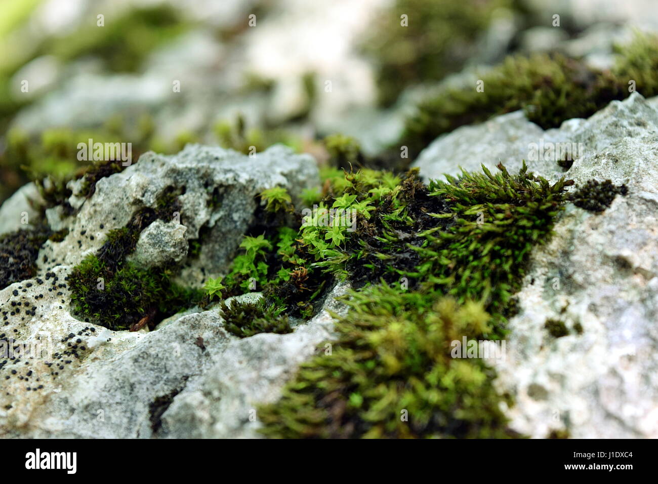 Un tappeto verde di muschio sulle rocce a freddo. Foto Stock