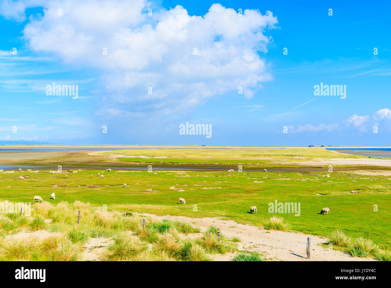 Pecore al pascolo su prato verde sulla costa settentrionale dell'isola di Sylt vicino a Porta Elenco, Germania Foto Stock