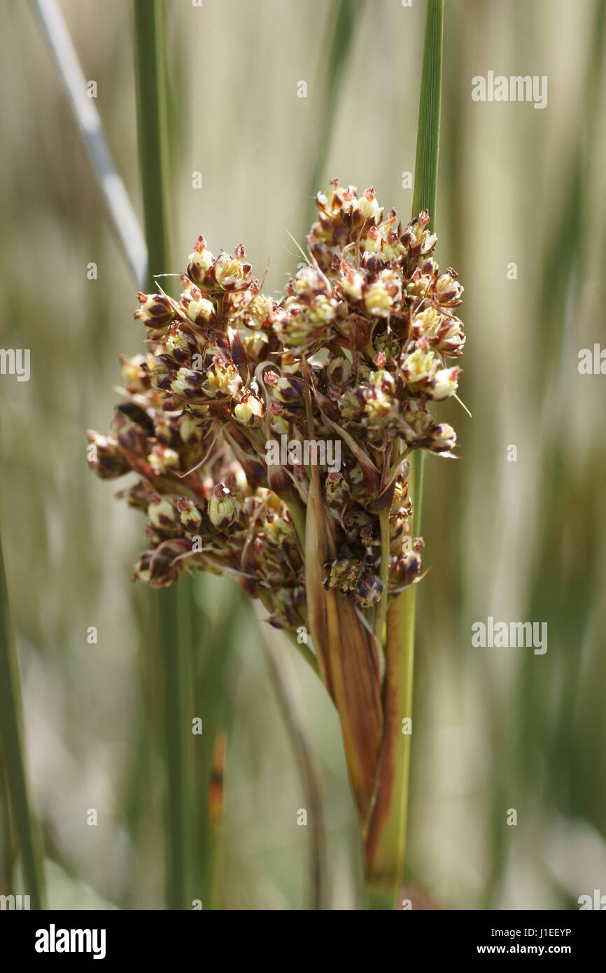 Juncus acutus Foto Stock