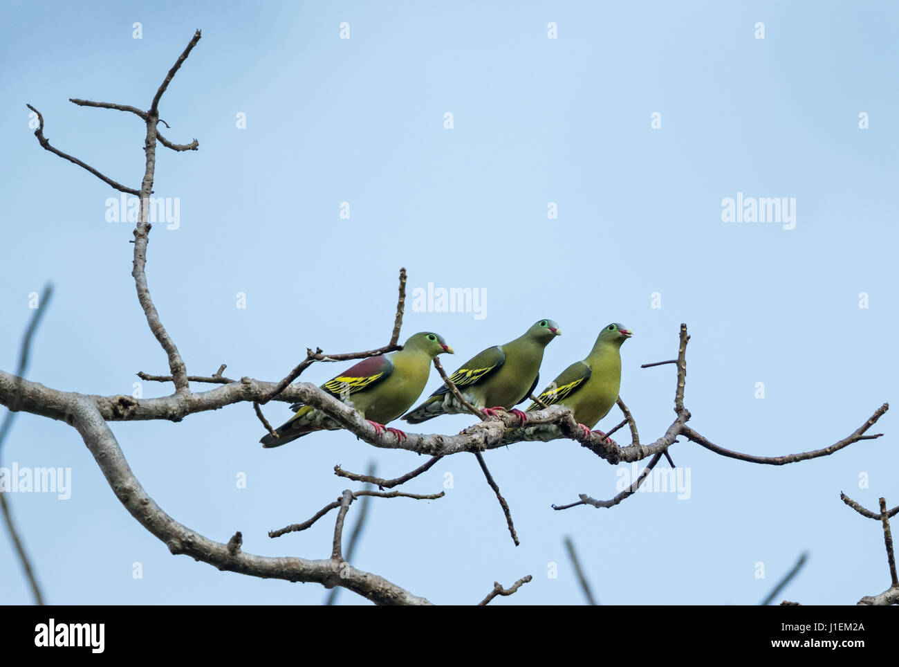 Thick-fatturati Green Pigeon (Treron curvirostra), Cambogia Foto Stock