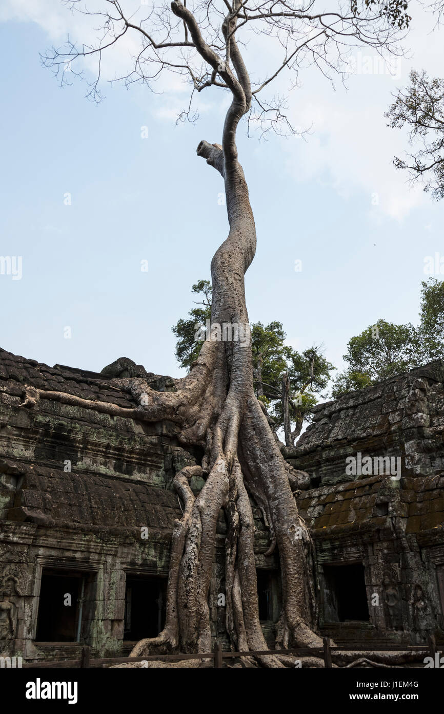 Il tempio Ta Prohm con struttura ad albero del Consiglio (Ficus altissima Blume), Strangler fig, Foto Stock