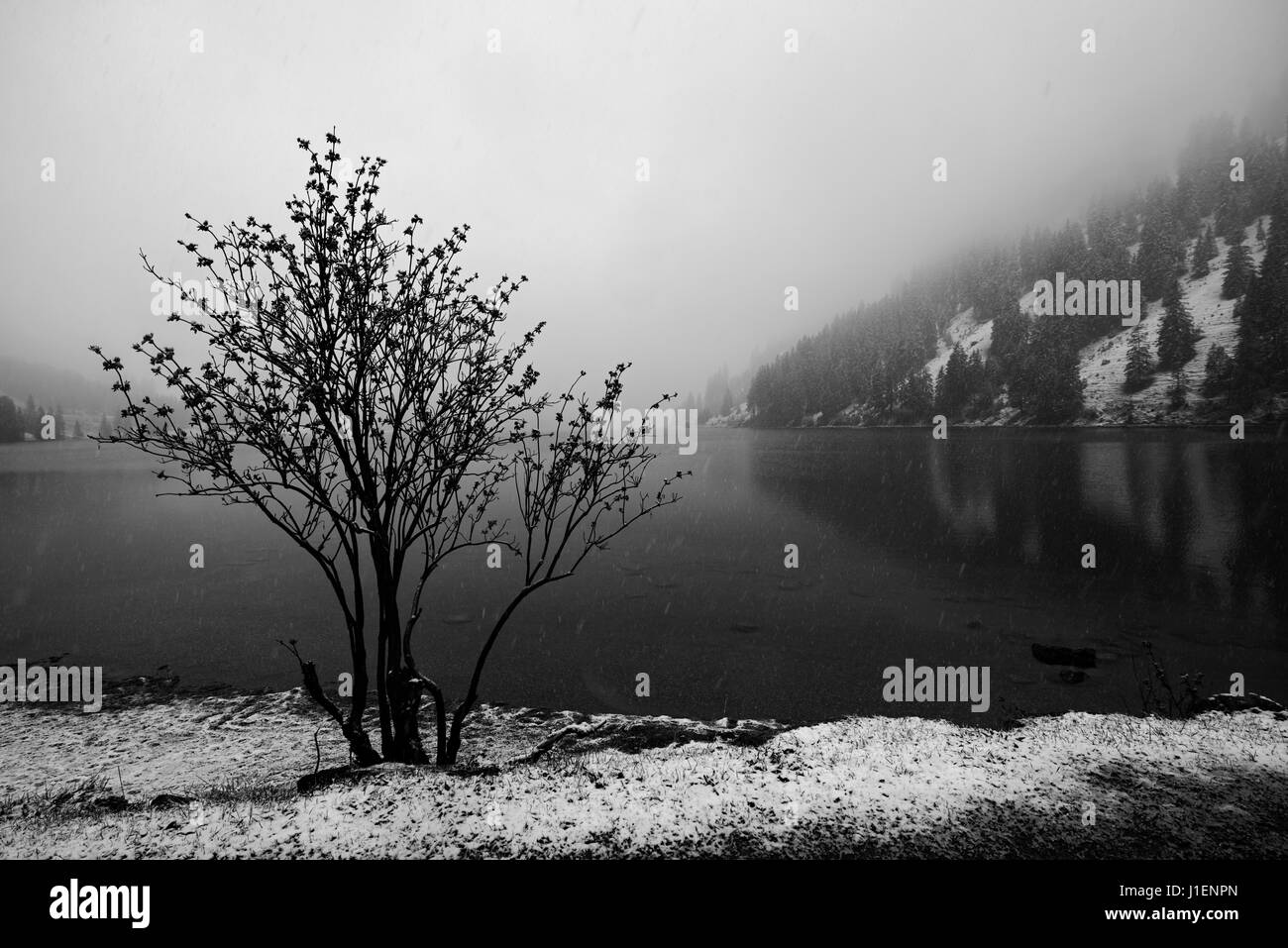 Naturschutzgebiet Vilsalpsee in den Österreichischen Alpen . Bundesland Tirol, Bezirk Reutte Foto Stock