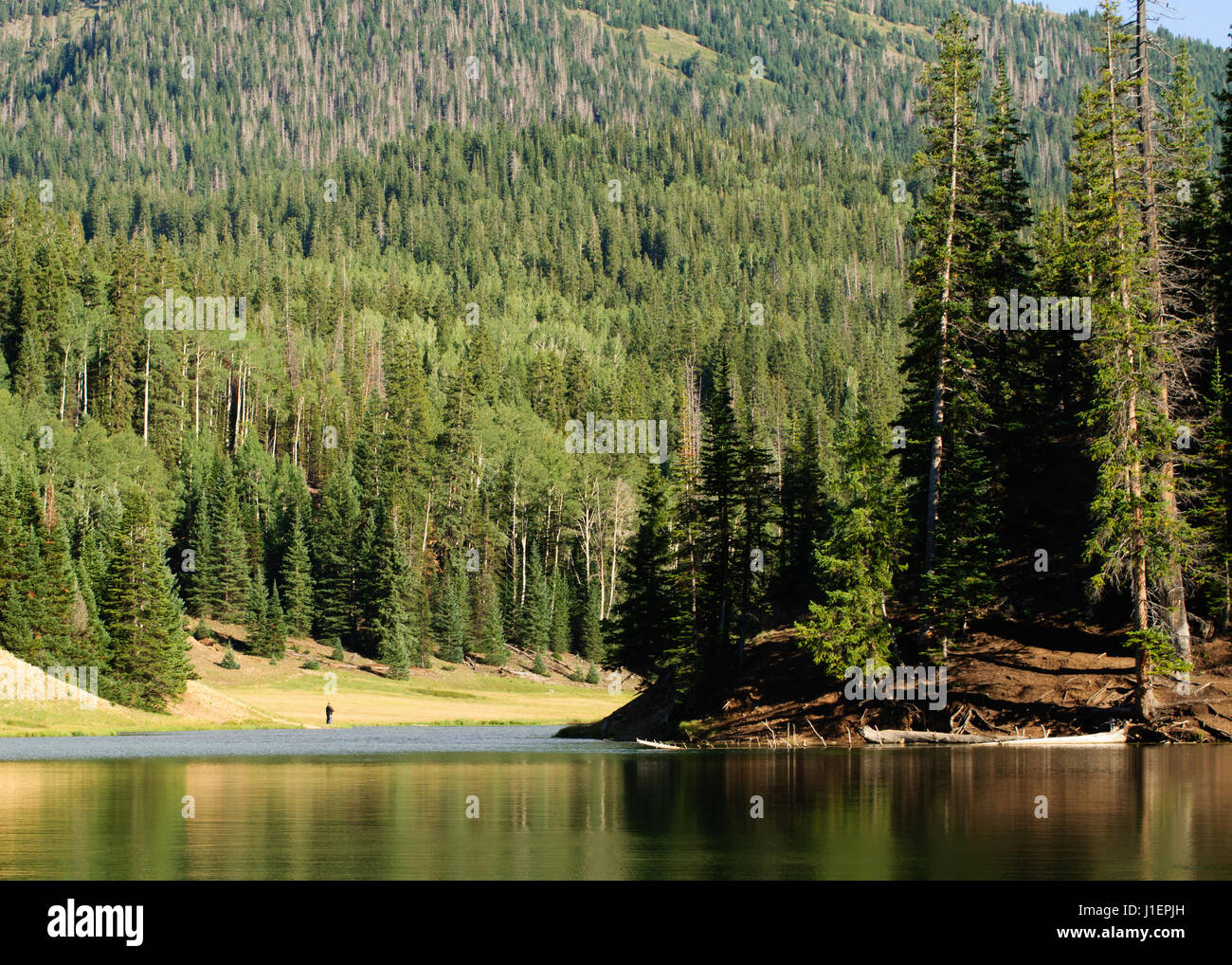Uomo a pesca di Anderson Prato serbatoio in Utah circondato da una fitta foresta. Foto Stock