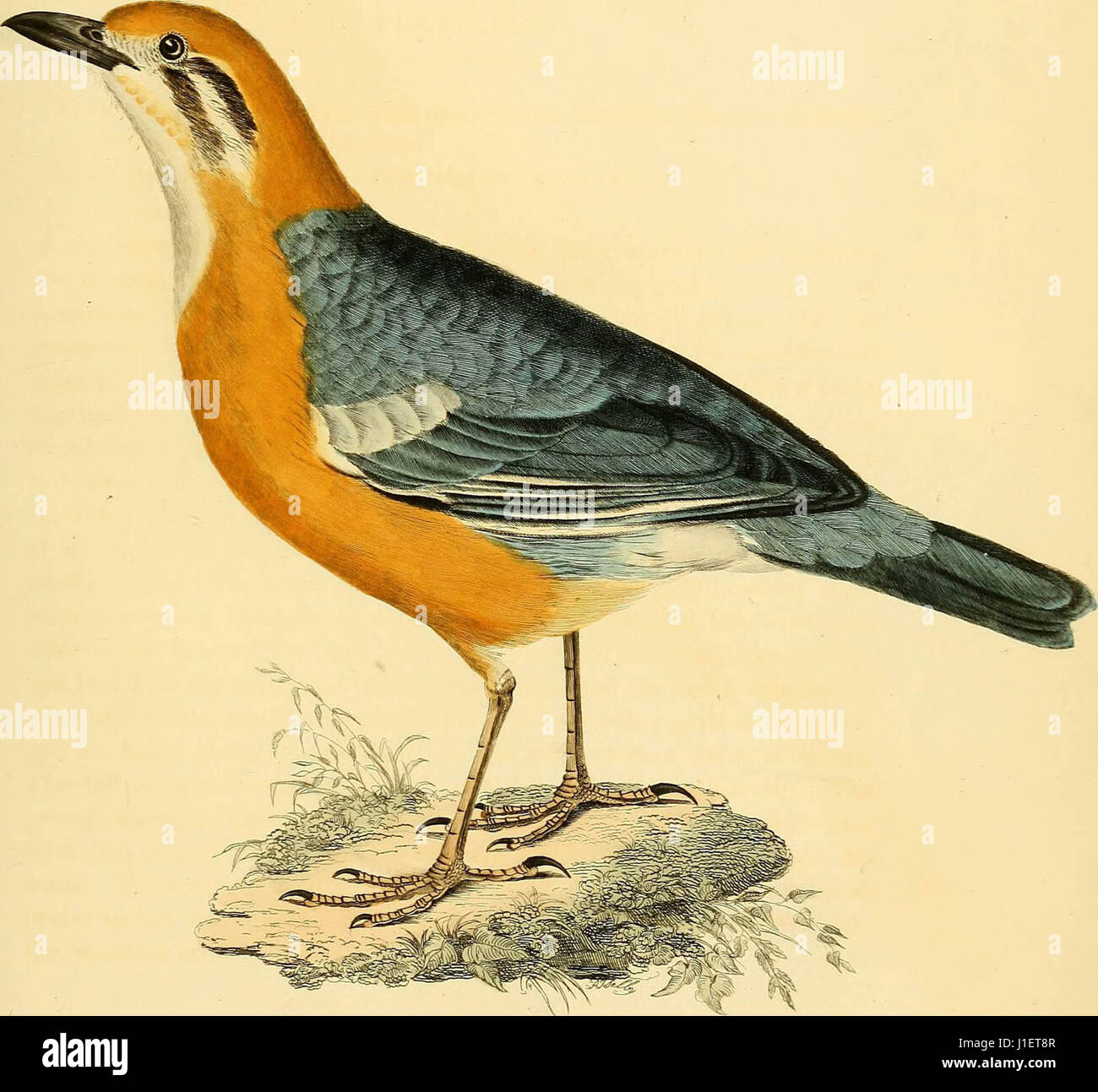 "Illustrazioni di ornitologia" (1826) Foto Stock