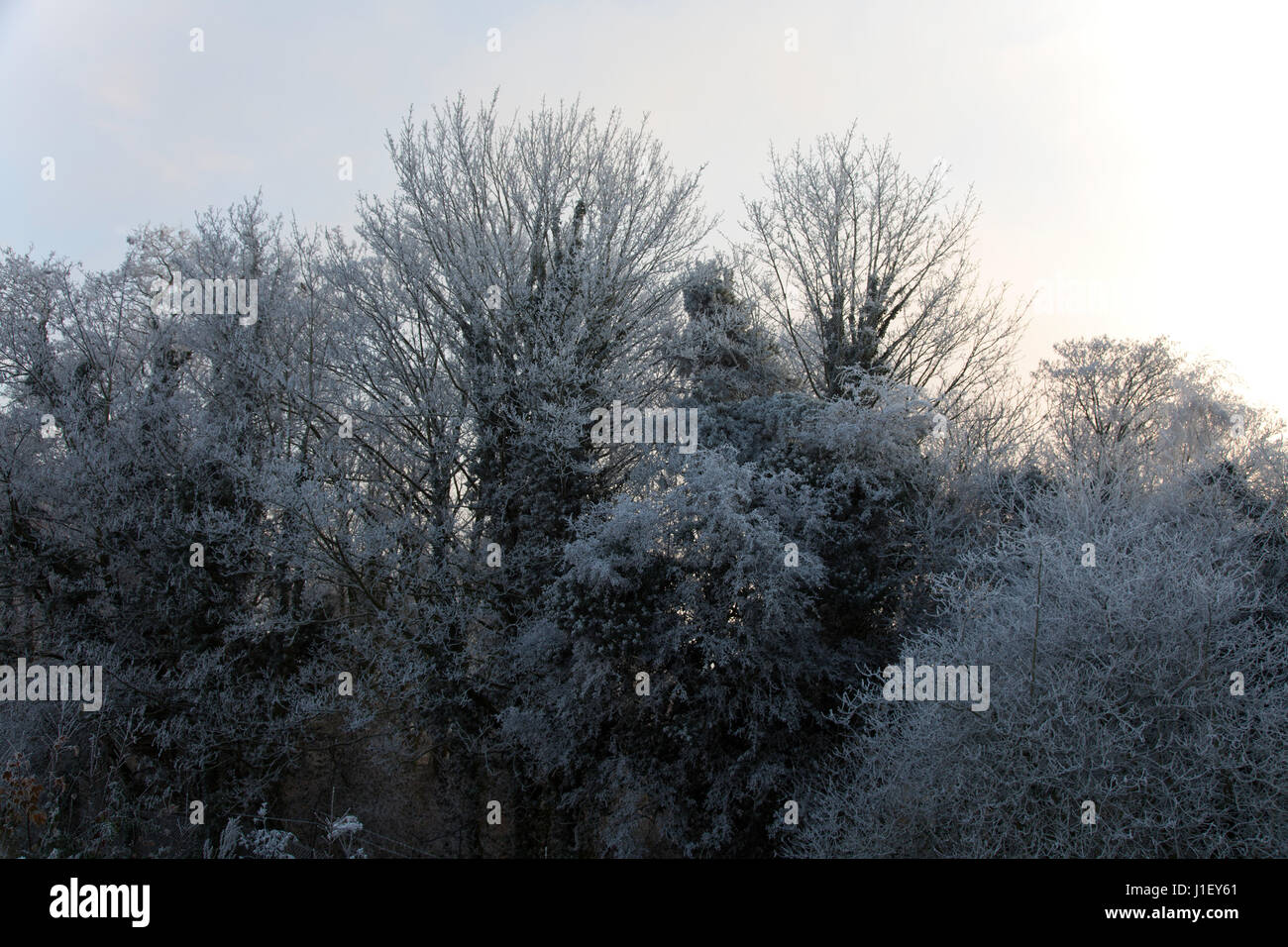 Alti alberi coperti di brina su un inverno di mattina al tempo di Natale Foto Stock