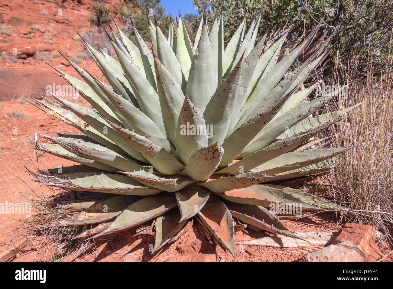 Secolo drammatico pianta che mostra grandi foglie di fico d'india e affilata punta appuntita, presa vicino a Sedona, in Arizona Foto Stock