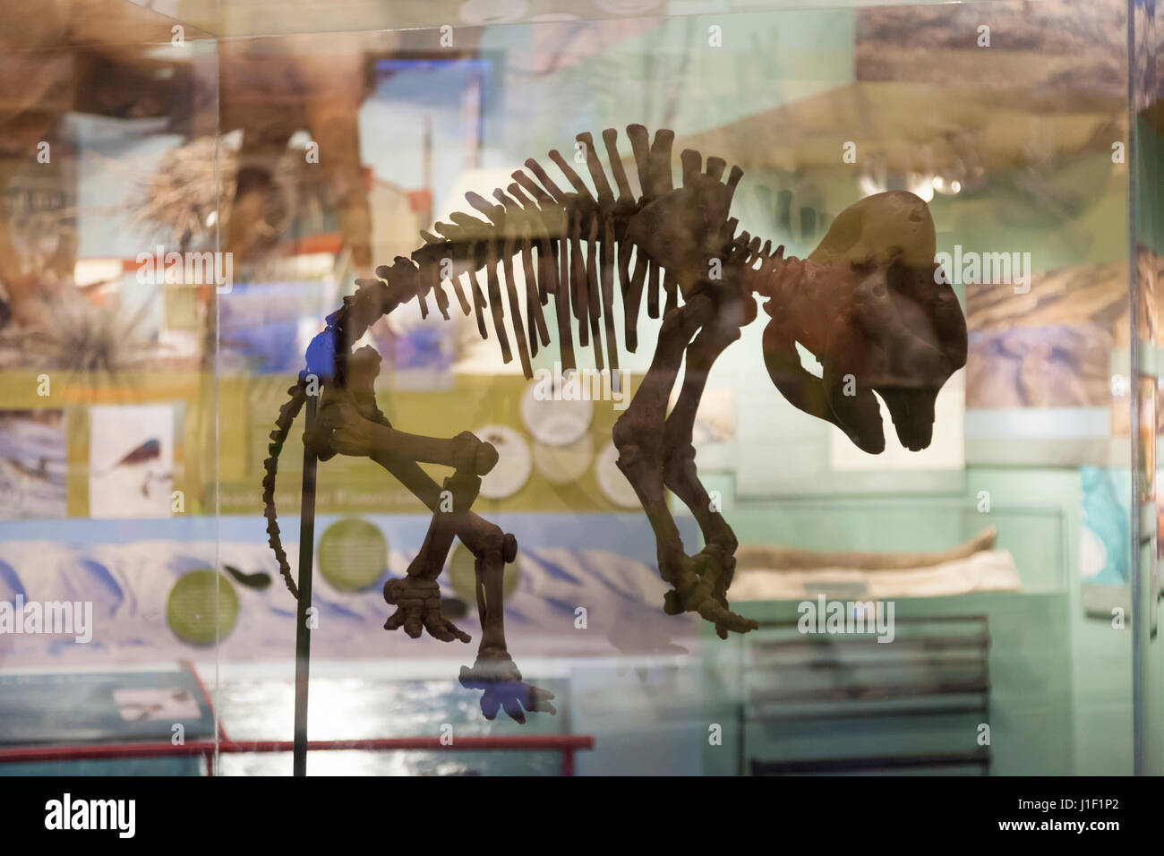 Richland, Washington: Baby wooly mammoth scheletro sul display a raggiungere il museo. Noto anche come raggiungere Hanford Interpretive Center, il museo è t Foto Stock