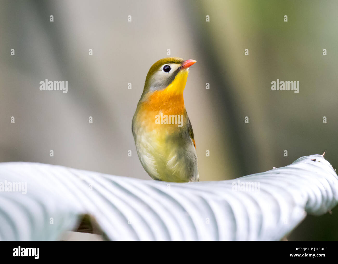 Rosso-fatturati Leiothrix Foto Stock